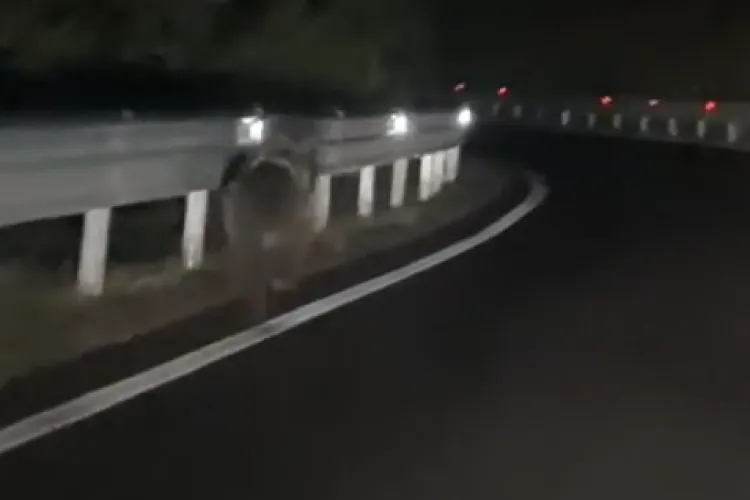 VIDEO Urs surprins pe stradă azi dimineață în județul Cluj: Putea sări oricând în fața mașinii