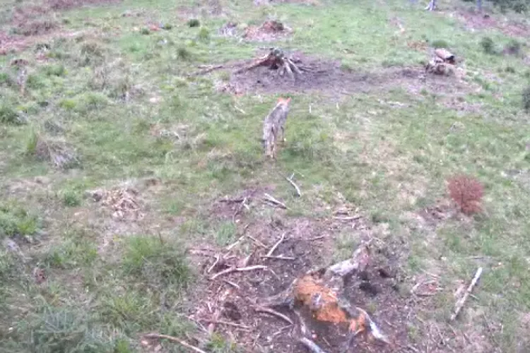 Apariție rară în pădurile Clujului: Lup filmat în plină zi într-o pădure din Cluj! Imagini unice cu „prădătorul” din Apuseni VIDEO