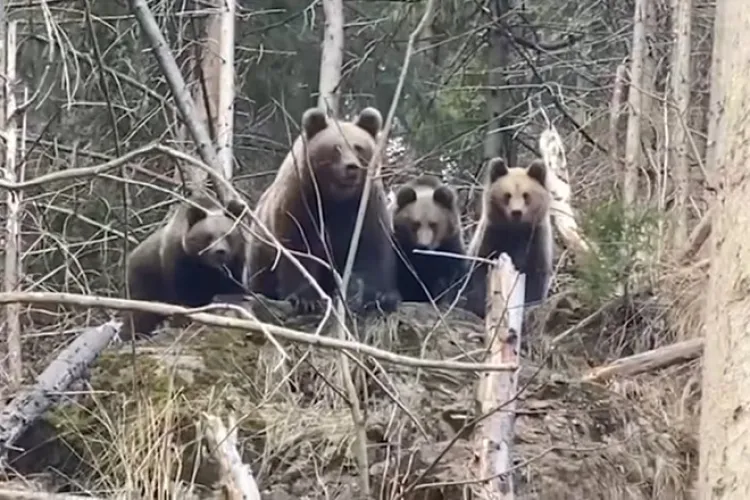Urșii dau târcoale! Oamenii se tem pentru viața lor. Autoritățile au trimis mesaj RO-ALERT: „Rămâneți în locuințe” 