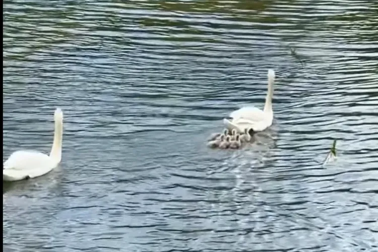 Paradă adorabilă astăzi pe Someș: Lebedele din Cluj și-au afisat cu mândrie puii și i-au scos la apă VIDEO SUPERB