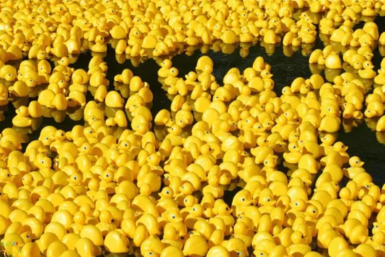 Evenimentul așteptat de toți copiii din Cluj se întoarce. Rățuștele se vor întrece pe Someș pentru o cauză bună. Află cum poți „adopta” o rățușcă