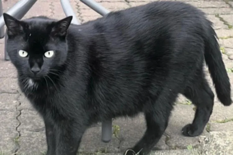 Au cheltuit peste 20.000 de euro pentru a-și recupera pisica, însă fără folos. Nero a dispărut de acasă acum 10 luni