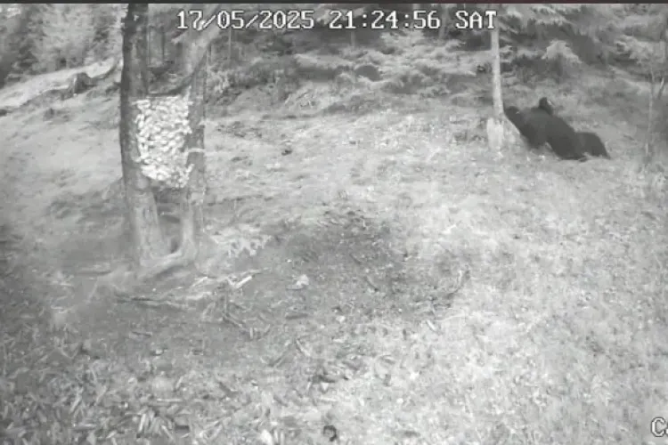 VIDEO Un urs adorabil, filmat în timp ce face senzație într-o pădure din Cluj: Scene ca din „Cartea Junglei”, care o să vă aducă zâmbetul pe buze