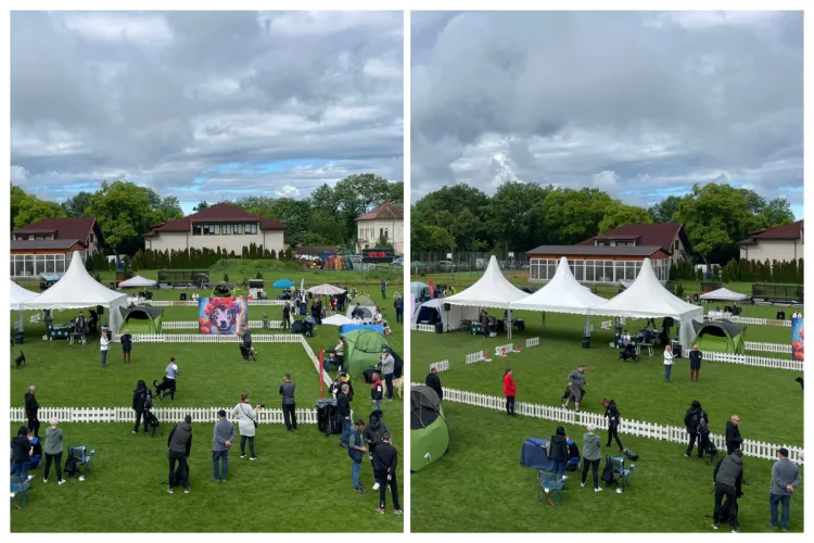 Vă plac cățeii? Nu ratați defilarea de patrupede la Napoca Dog Show, la Jucu: „Haideți să vedeți cei mai fideli și credincioși prieteni ai omului” VIDEO