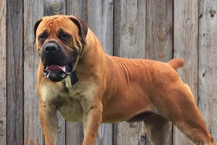 Locatarii unui bloc din Cluj-Napoca, exasperați de lătratul câinilor lăsați peste noapte la un cabinet veterinar: „Nu putem să ne odihnim” 