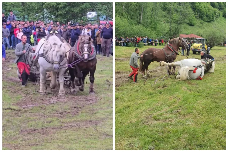 L-au forțat până a murit de epuizare! Falko, calul care a câștigat concursul de tras bușteni la Gilău, a murit a doua zi, după un alt concurs VIDEO