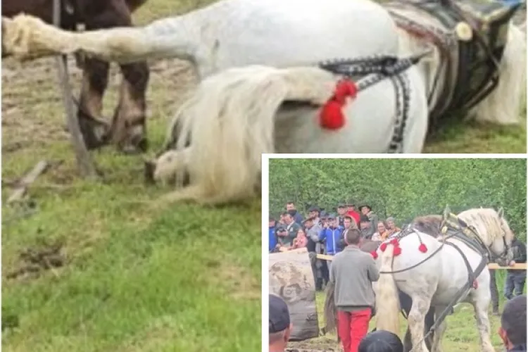 Poliția a deschis dosar penal după moartea calului Falko! A tras bușteni de aproape 2 tone și s-a prăbușit sub ochii tuturor VIDEO