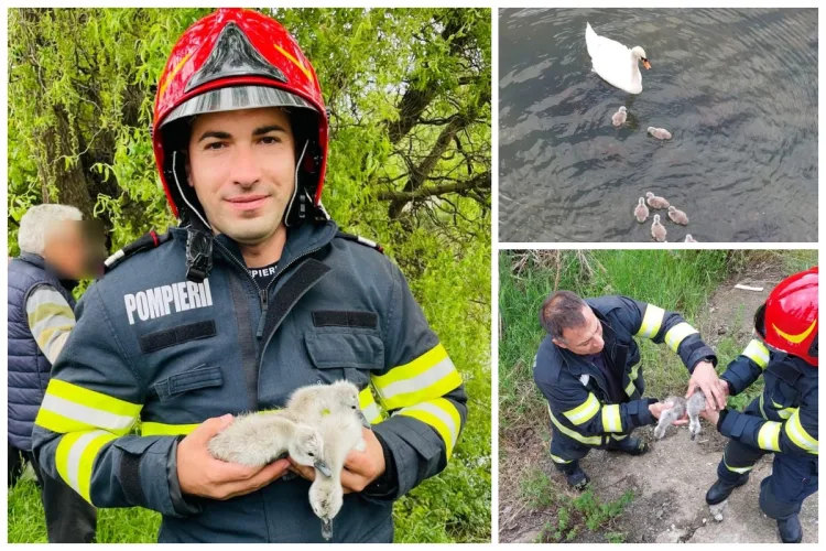Pui de lebădă, salvați de pompierii din Cluj! Micuții erau blocați pe o piatră în apele Someșului. Imagini adorabile cu familia reunită FOTO