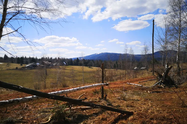 Scandal uriaș! Un ordin de ministru lasă o comună din Cluj fără pădure și cu un prejudiciu inestimabil pentru Cluj: „Toată pădurea din Apuseni poate muri”