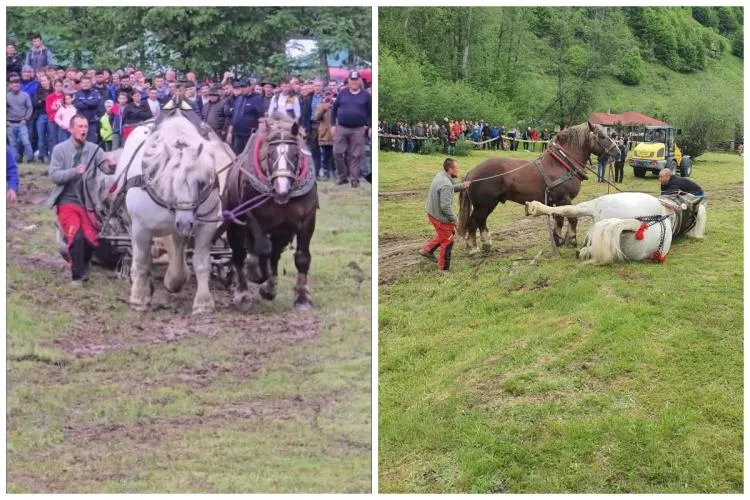 Frică, moarte și bici! Calul Falko a murit torturat, iar lumea a aplaudat. „Tradiția” care acoperă abuzul trebuie să se oprească: „Se glorifică suferința” 
