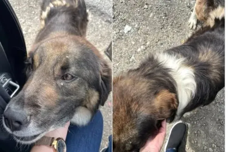 Cluj: Strigătul unei cățelușe abandonate i-a sfâșiat sufletul: „N-am liniște, nu o pot lăsa acolo. Nu pot fi atât de inumană față de ea”