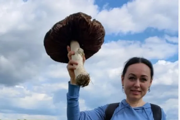 Așa ceva vezi o dată-n viață! Descoperire impresionantă în Cluj! O femeie a găsit o ciupercă de dimensiuni șocante