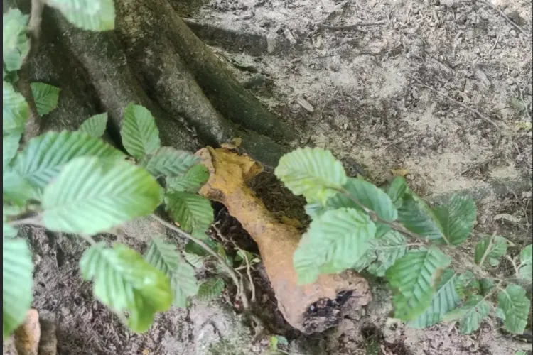 „Dacă le caută armata...” – semnalări șocante despre posibile bombe de război în pădurea din Florești! Ce spun autoritățile FOTO