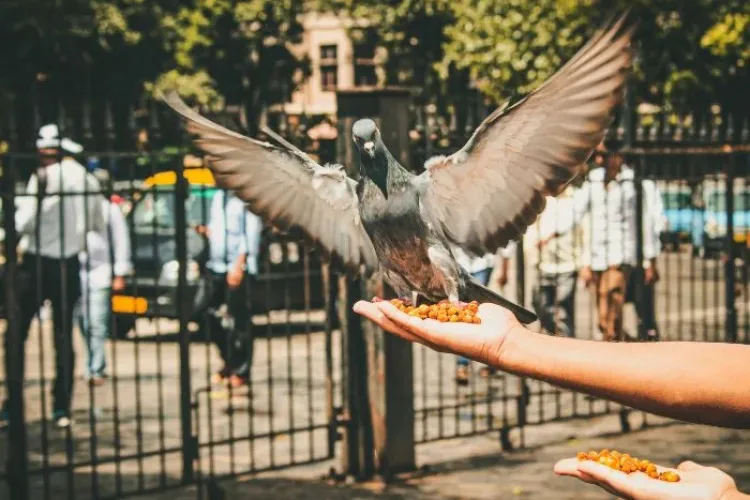 Clujenii, exasperați de porumbei și de cei care îi hrănesc. Orașele unde hrănirea acestor păsări îți poate aduce amenzi usturătoare