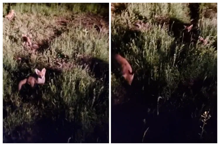 VIDEO Povestea ce o să vă înmoie inima: Cum s-a împrietenit un clujean cu o vulpe pe nume Mihaela, care acum îi lasă puii în grijă/„Sunt bona lor!” 