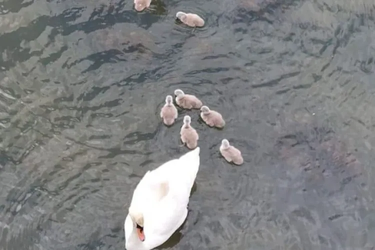 Puii de lebădă din Grigorescu sunt în pericol! O parte din ei au căzut în partea de jos a cascadei și nu pot reveni la cuib. Clujenii cer ajutor VIDEO