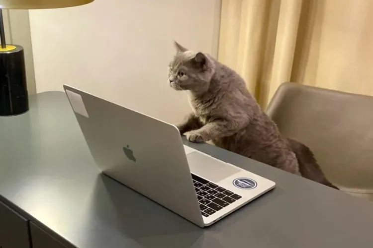 Un bărbat oferă 600 de lei pe oră pentru un „babysitter” pentru pisica sa. Cine poate aplica la acest job