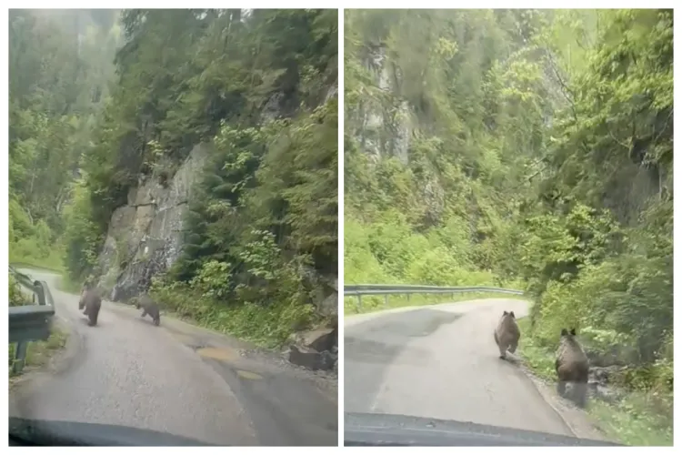 VIDEO Doi ursuleți filmați astăzi la prânz alergând, în tandem, pe un drum din Cluj. Imagini inedite cu puii drăgălași. Atenție, însă: Pot fi periculoși!