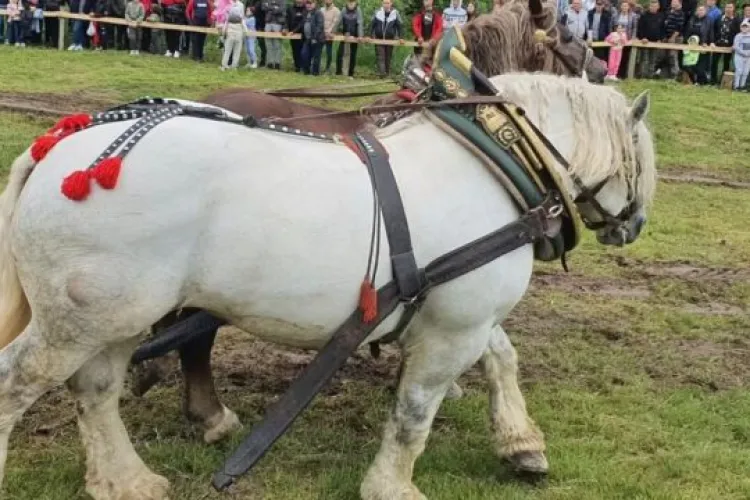 Moartea calului Falko a mobilizat mii de oameni! Se cere urgent interzicerea concursurilor de tip „tras bușteni” și alte evenimente abuzive cu animale