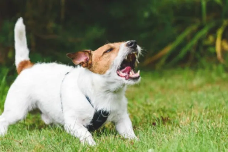 Clujenii se tem de câinii lăsați liberi prin parcuri și cer Primăriei să intervină. „Sunt blânzi până la un punct”