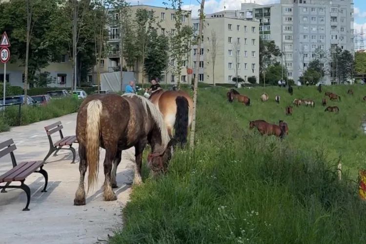 FOTO Cai SUPERBI lăsați liberi pe malul Someșului la Cluj, între blocuri de lux! Reacțiile locuitorilor sunt împărțite: „Calitatea vieții la 3000€/mp”