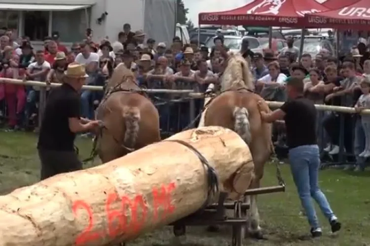 Concursul de cai de la Mărișel, care cuprindea și probă de tracțiune bușteni, anulat de DSVSA Cluj. Primarul spune că e vorba de discriminare