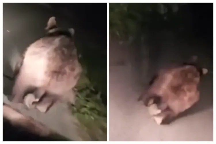 Scene revoltătoare azi-noapte pe un drum dintr-o localitate din Cluj: Pui de urs fugărit cu mașina de un șofer fără pic de empatie – VIDEO