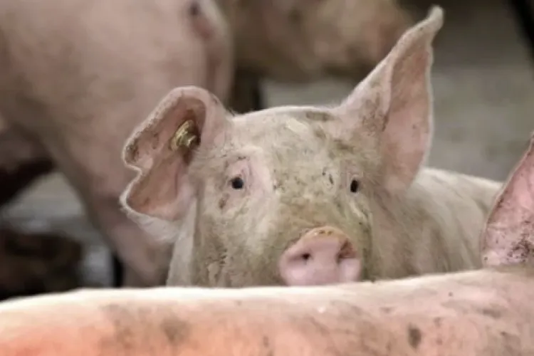 Virus periculos în Cluj: Pesta porcină africană lovește Floreștiul! Autoritățile impun carantină și anunță controale în zonă