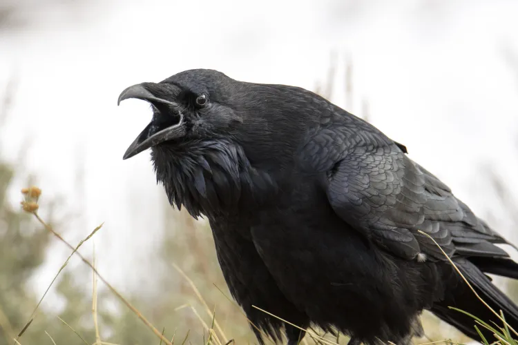 „Angry Birds”, varianta de Cluj: Ciorile atacă din nou oamenii dintr-un cartier cunoscut. Locuitorii sunt exasperați: „Așteptăm să ne atace copiii?”