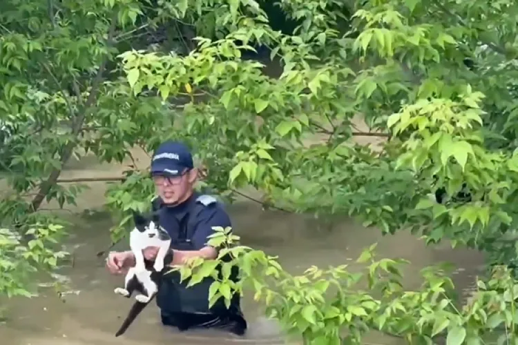 VIDEO Eroi cu suflet mare: Jandarmii au salvat o pisicuță speriată din apele învolburate care au inundat un sat