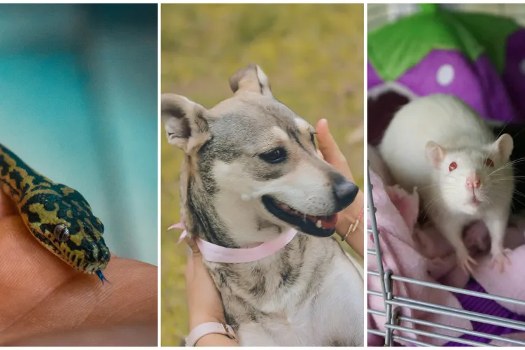 Empatie, nu doar teorie: „Ora cu și pentru animale” ar putea deveni materie opțională în școlile din România