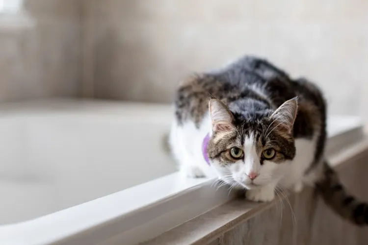 Pățanie ca-n filme pentru un clujean. Pisica sa a fugit prin masca de la baie, de la etajul 8. „Are cineva o cameră endoscopică?”