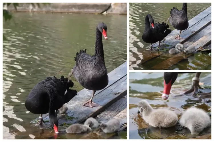 VIDEO Lebedele negre de pe lacul din Parcul Central din Cluj au devenit „părinți”. Cele patru ghemotoace pufoase, super drăgălașe, sunt bucuria clujenilor 