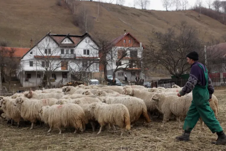 Anunțul zilei la Cluj! Se angajează cioban pe salariu de multinațională, cu extra beneficii: „Trei mese pe zi”/ Ce crezi? Îți schimbi meseria? VIDEO 