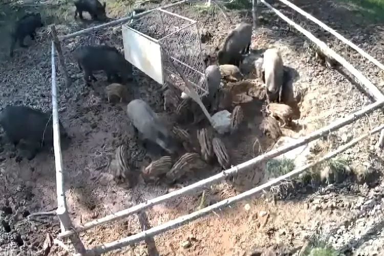 VIDEO Grădinița din pădurile Clujului: Mamele-mistreț, numite „educatoare”, și-au adus puii la grădiniță și îi învață „disciplina”-Imagini rare din Apuseni