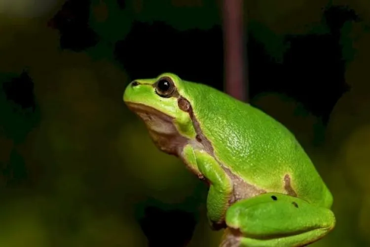 Broaștele au pus stăpânire pe Cluj-Napoca! Clujenii nu mai pot dormi și cer ajutor: „În fiecare zi și noapte ne oferă un „concert” de senzație”