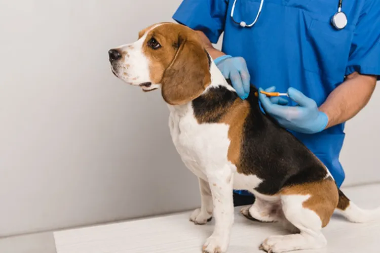 Cum pot clujenii să își microcipeze gratuit câinele. Este obligatoriu și în mod normal costă peste 100 de lei