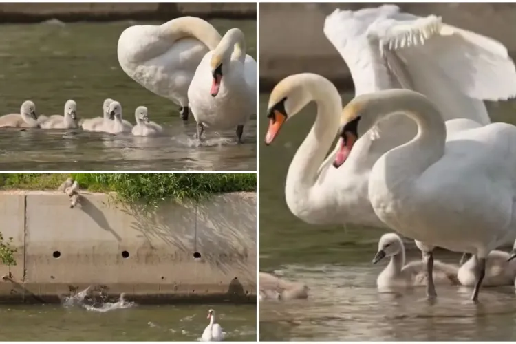 VIDEO Momente unice cu lebedele de pe Someș alături de boboceii lor pufoși. „Locul unde orașul și natura trăiesc în armonie și echilibru”