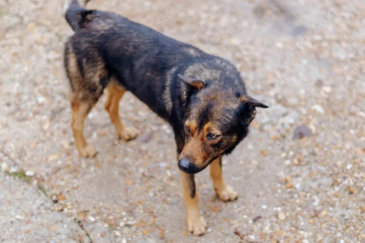 Panică pe Bulevardul Muncii! Haite de câini agresivi liberi pe stradă: „Ne e frică să ieșim din casă, zi și noapte!”