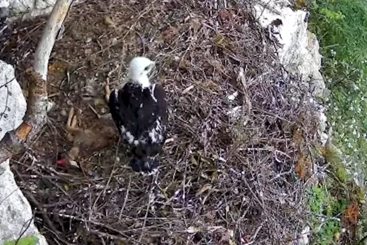 Moment extrem de rar filmat în Apuseni: O acvilă de munte aduce un ied de căprioară la cuib pentru puiul ei VIDEO