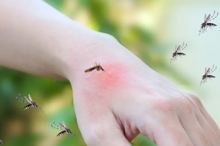 A început „invazia” țânțarilor în Cluj-Napoca! Locuitorii cer ca autoritățile să intervină de urgență: „Nu putem sta afară, suntem asaltați” 