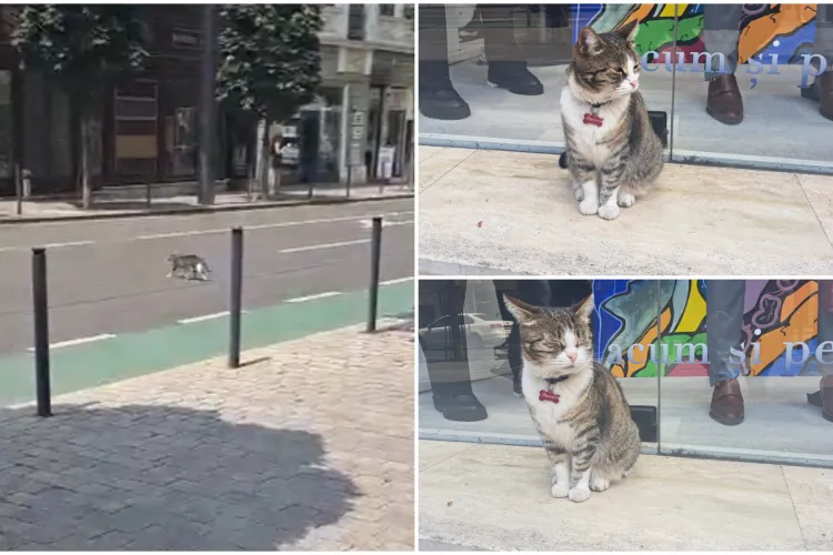 VIDEO. Pisica Nina, cea mai cunoscută din Cluj, are 1000 de vieți. Mascota Clujului trăiește „periculos”: „Trece ilegal strada, dar scapă miraculos”