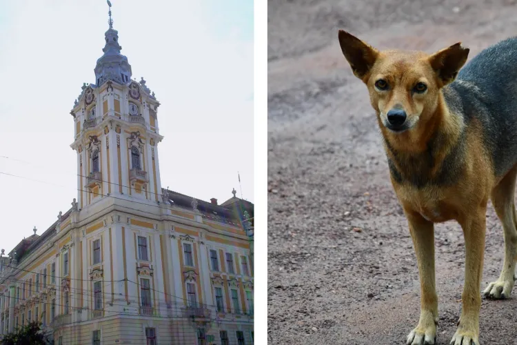 Primăria Cluj a reacționat după valul de sesizări de pe Bulevardul Muncii: Cum a reacționat primăria