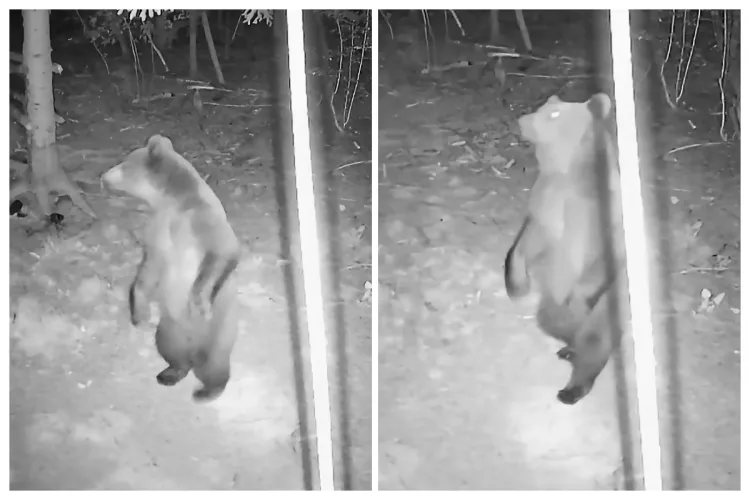 Baloo din Apuseni, „mascota” nocturnă a Știri de Cluj, a descoperit camera care îl filmează! Noroc că nu i-a plăcut gustul tehnologiei VIDEO