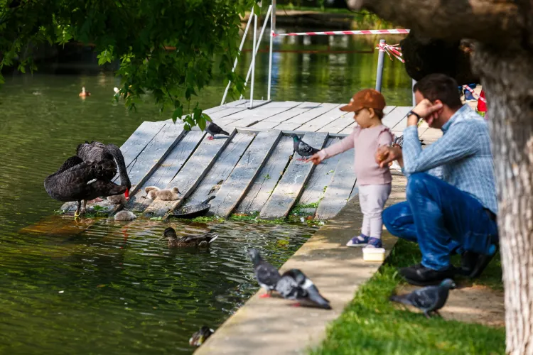 Uitați de terase! Noua atracție din Cluj-Napoca este armonia dintre om și natură. Lebedele au transformat Parcul Central într-un tărâm de poveste FOTO 