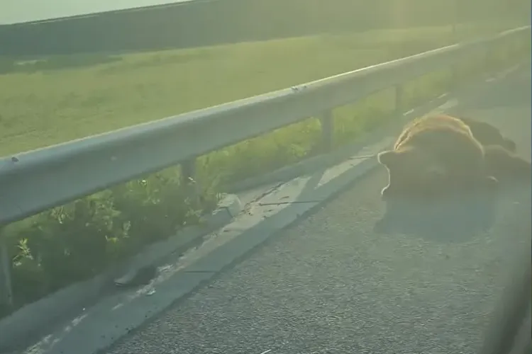 VIDEO Accident neobișnuit pe Autostrada A3, între Cluj și Târgu-Mureș: Un urs a fost lovit mortal. Problema gravă: Lipsă garduri de protecție pe autostrăzi