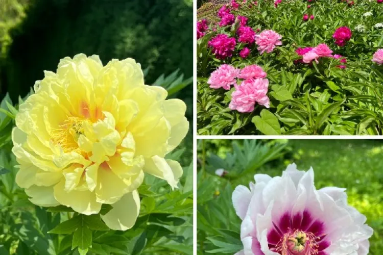 Destinația perfectă de vizitat în minivacanța de Rusalii! Grădina Botanică din Cluj-Napoca are surprize pentru toți: „Merită o vizită” FOTO