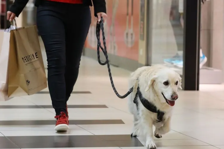 Clujenii vor să meargă la cumpărături cu câinele. „Permiteți accesul câinilor în Iulius Mall și VIVO! Cluj-Napoca”