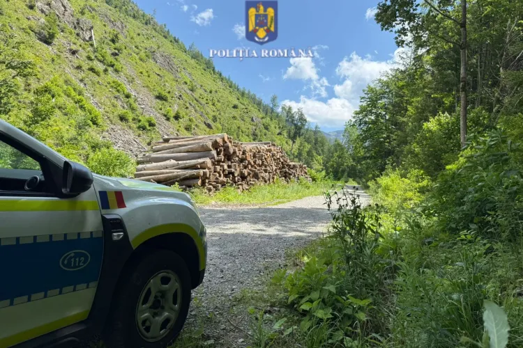 Pădurile din Cluj, jefuite în tăcere! Polițiștii au descoperit sute de metri cubi de lemn ascunși în depozite ilegale din Apuseni FOTO|VIDEO