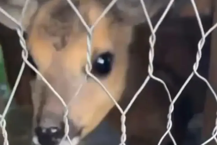 Descoperire șocantă făcută de jandarmii clujeni! Un pui de căprioară era ținut captiv într-o anexă: „Suntem protectorii vieții” VIDEO